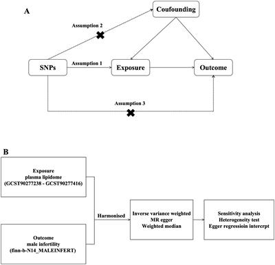 Male infertility risk and plasma lipidome: a Mendelian randomization study